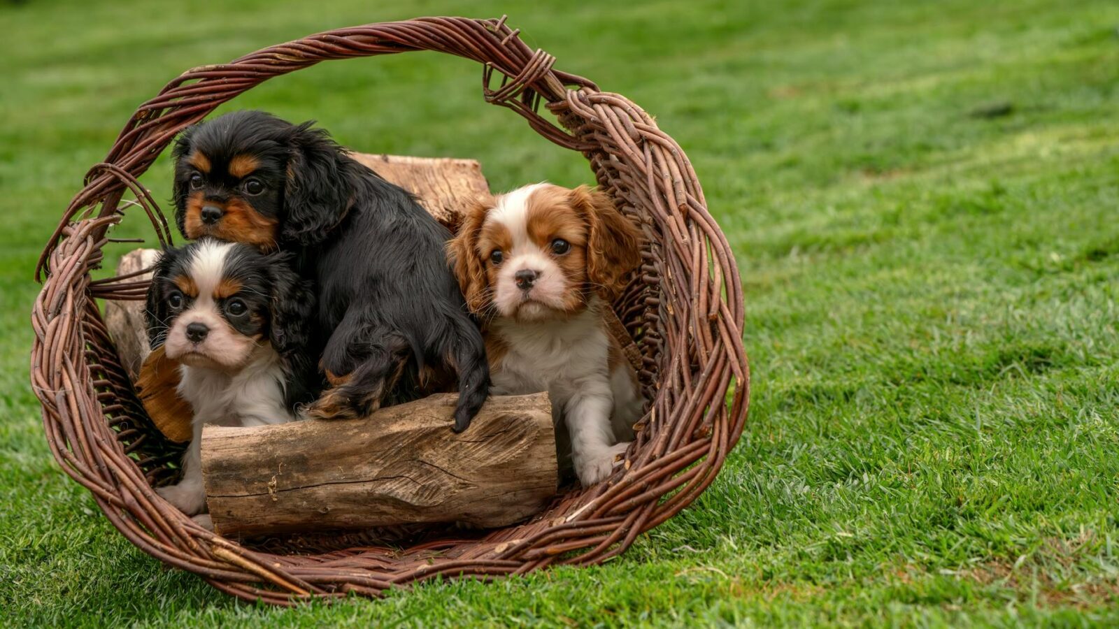 King Charles III’s Address: A Call for Revived Transatlantic Unity