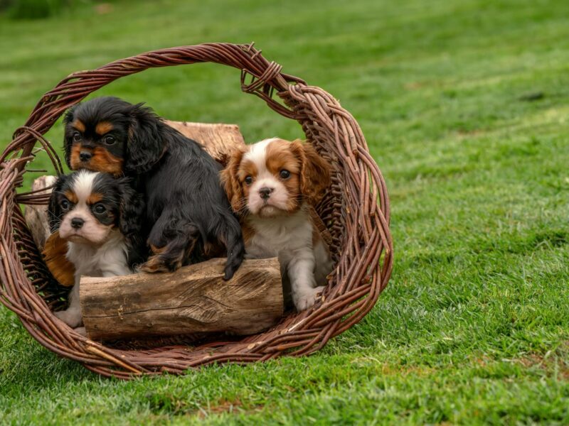 King Charles III’s Address: A Call for Revived Transatlantic Unity