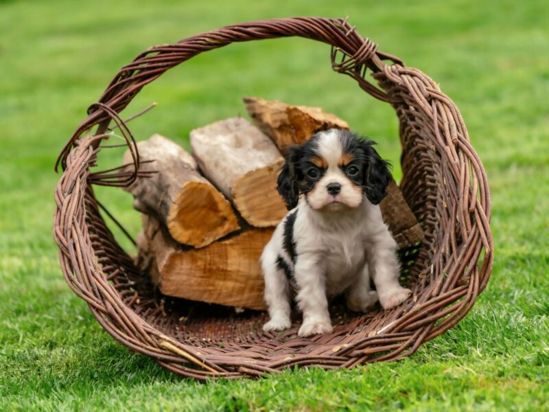 King Charles Visits US Amid Rising Middle East Tensions