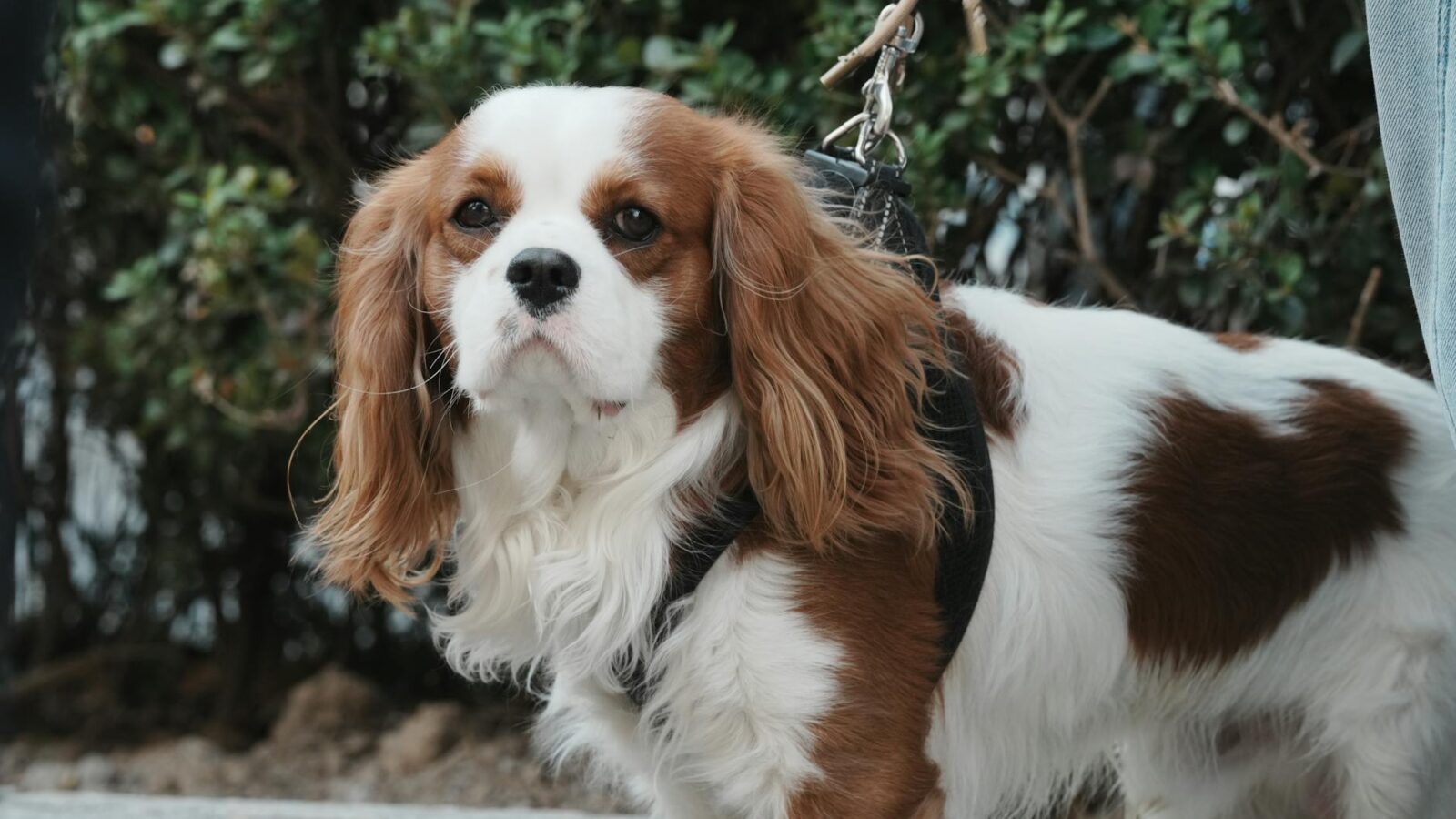 Trump’s Meeting with King Charles: A Diplomatic Tightrope