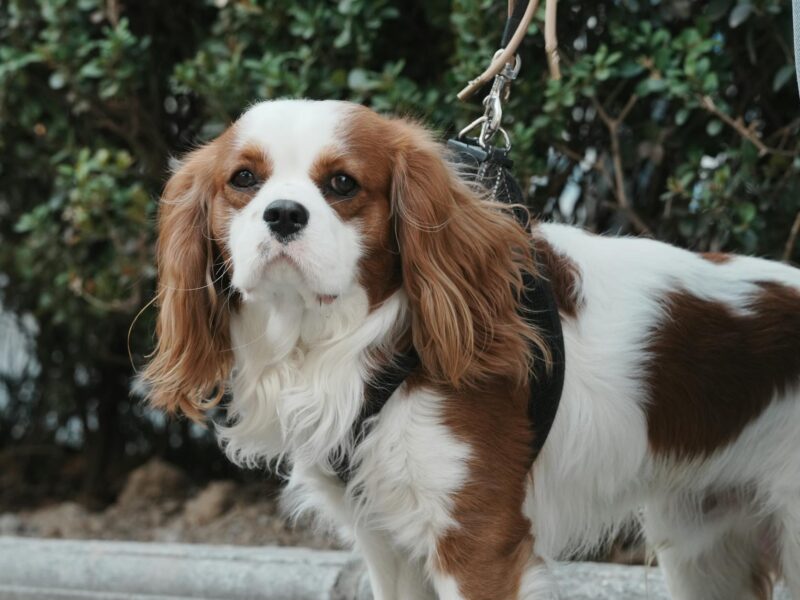 Trump’s Meeting with King Charles: A Diplomatic Tightrope