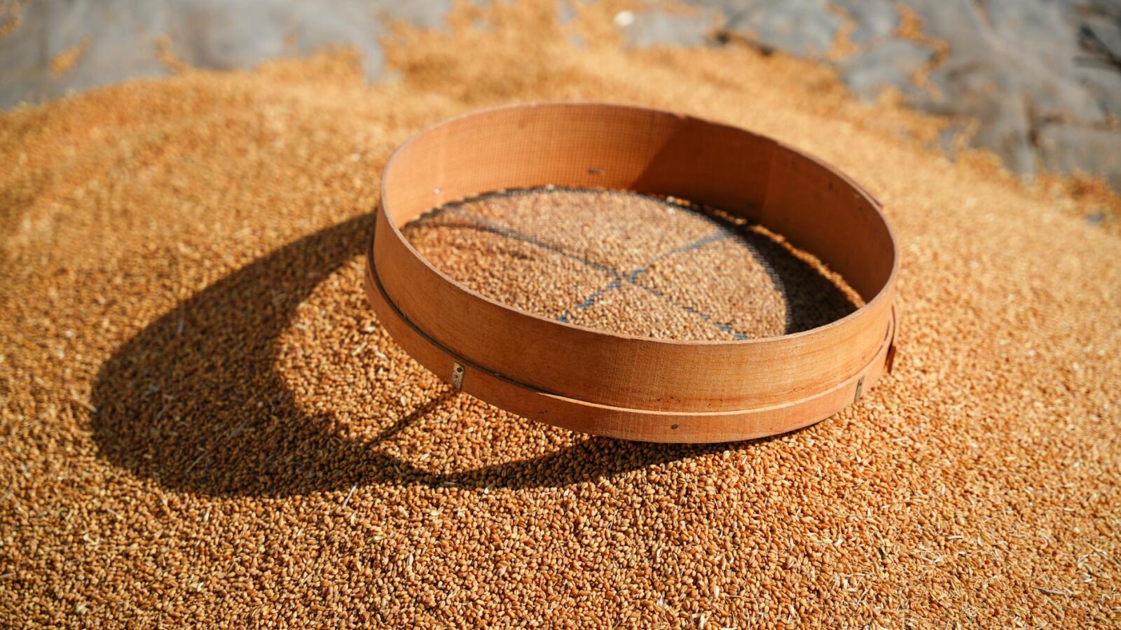 Zelenskyy challenges Israel over ‘stolen’ Ukrainian grain